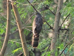 Hierococcyx sparverioides