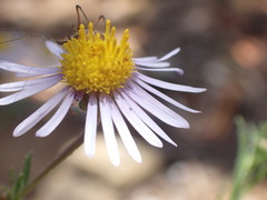 Felicia muricata