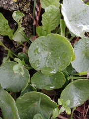 Umbilicus rupestris