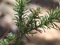 Felicia muricata