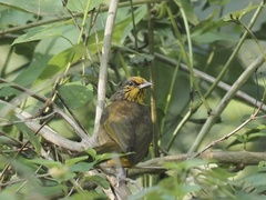 Pycnonotus finlaysoni