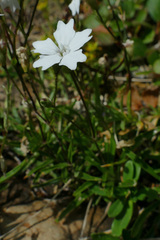 Heliosperma alpestre