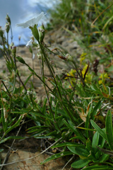 Heliosperma alpestre