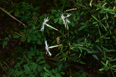 Silene fortunei