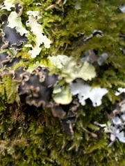 Peltigera collina