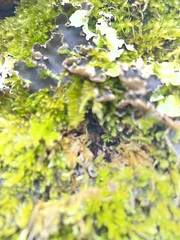 Peltigera collina