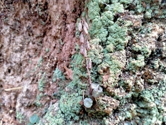 Umbilicus rupestris