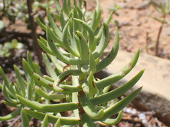 Crassula tetragona