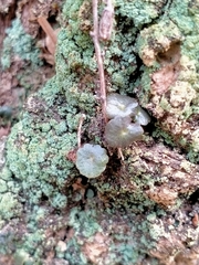 Umbilicus rupestris