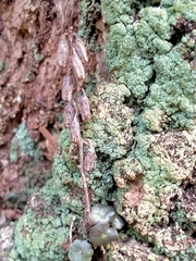 Umbilicus rupestris
