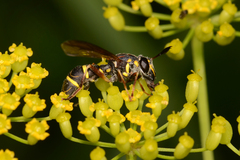 Sphiximorpha willistoni