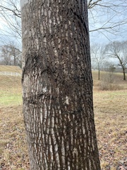 Liriodendron tulipifera