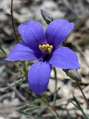 Cheiranthera linearis