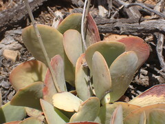 Adromischus sphenophyllus