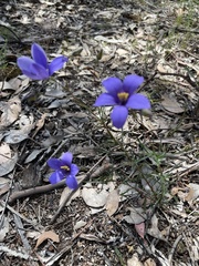 Cheiranthera linearis