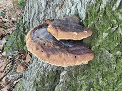 Inonotus hispidus