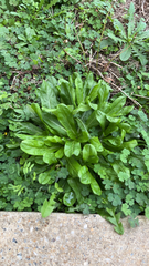 Frasera caroliniensis