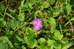 Dianthus longicalyx