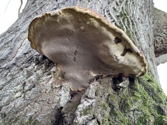Inonotus hispidus