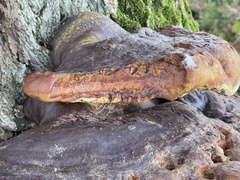 Inonotus hispidus