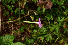 Dianthus longicalyx