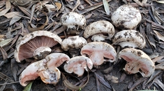 Agaricus bernardii