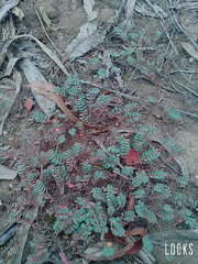 Euphorbia thymifolia