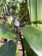 Myrsine cubana