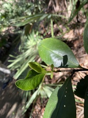 Myrsine cubana