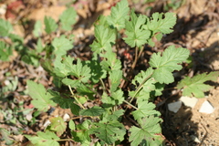 Erodium chium