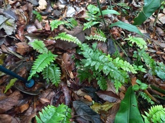 Asplenium claussenii