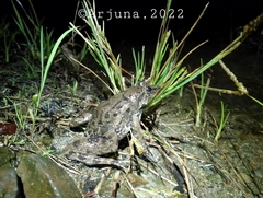 Fejervarya cancrivora