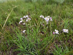 Dontostemon integrifolius