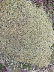 Bolax gummifera