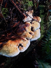 Fomitopsis ochracea