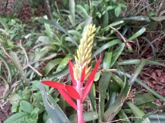 Aechmea nudicaulis