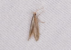 Mesophleps adustipennis