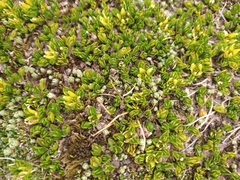 Drapetes muscosus