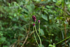 Sanguisorba officinalis