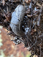 Prophysaon andersonii