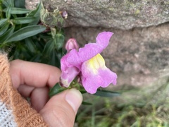 Antirrhinum