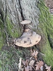 Inonotus hispidus