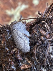 Prophysaon andersonii