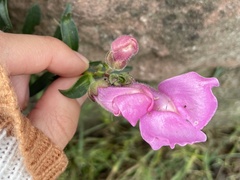 Antirrhinum