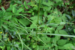 Sanguisorba officinalis