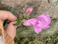 Antirrhinum