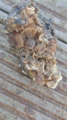 Pisidia