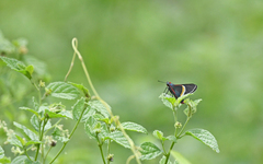 Mysoria barcastus
