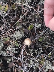 Cladonia rangiferina