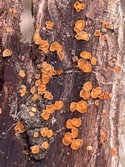 Lachnellula